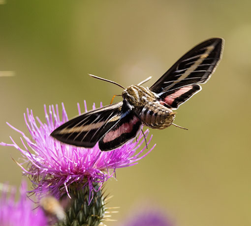 White-lined Sphinx Moth Hyles lineata Hummungbird Moth Hawk Moth 
