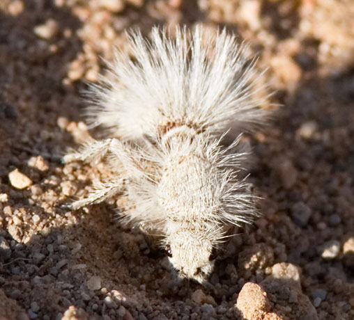 Thistledown Velvet Ant Dasymutilla gloriosa female