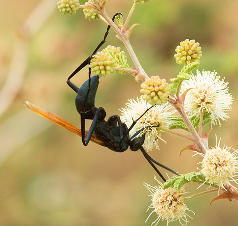 Tarantula Hawk Wasp 