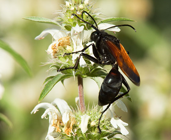 Tarantula Hawk Wasp 
