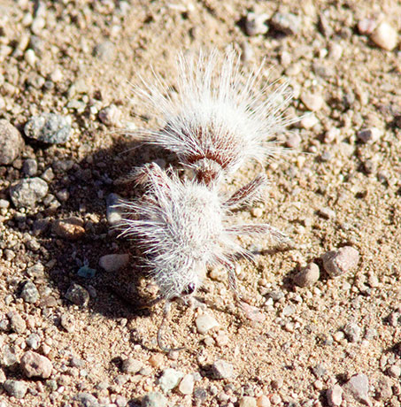 Thistledown Velvet Ant Dasymutilla gloriosa female