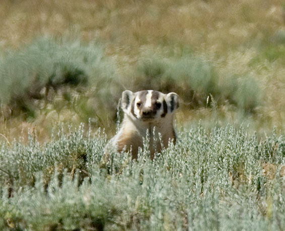 American Badger Taxidea taxus 