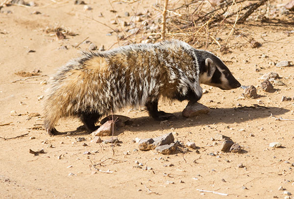 American Badger Taxidea taxus 