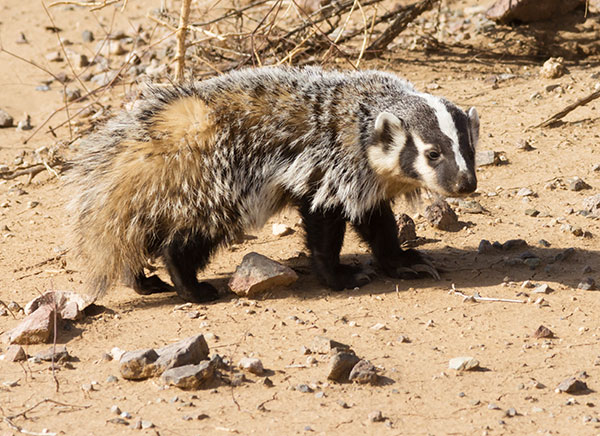 American Badger Taxidea taxus 