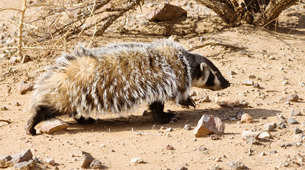 American Badger Taxidea taxus 