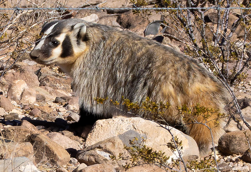 American Badger Taxidea taxus 