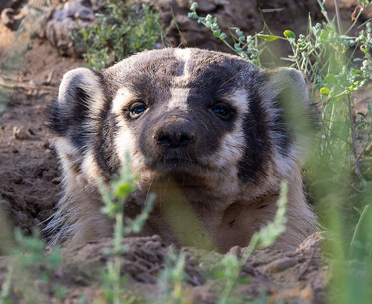 American Badger Taxidea taxus 