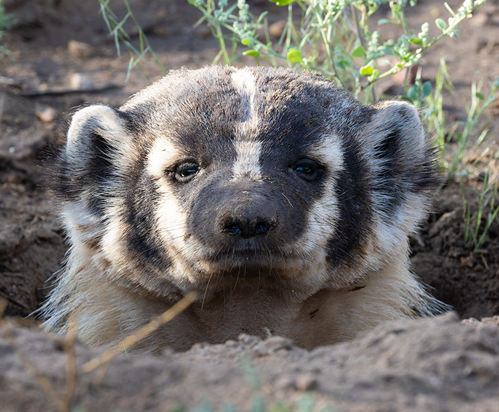 American Badger Taxidea taxus 