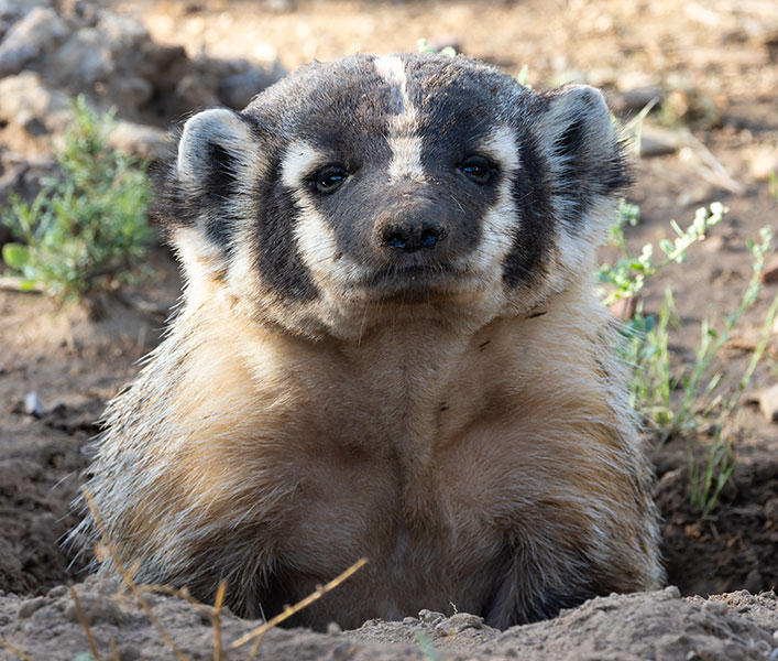 American Badger Taxidea taxus 