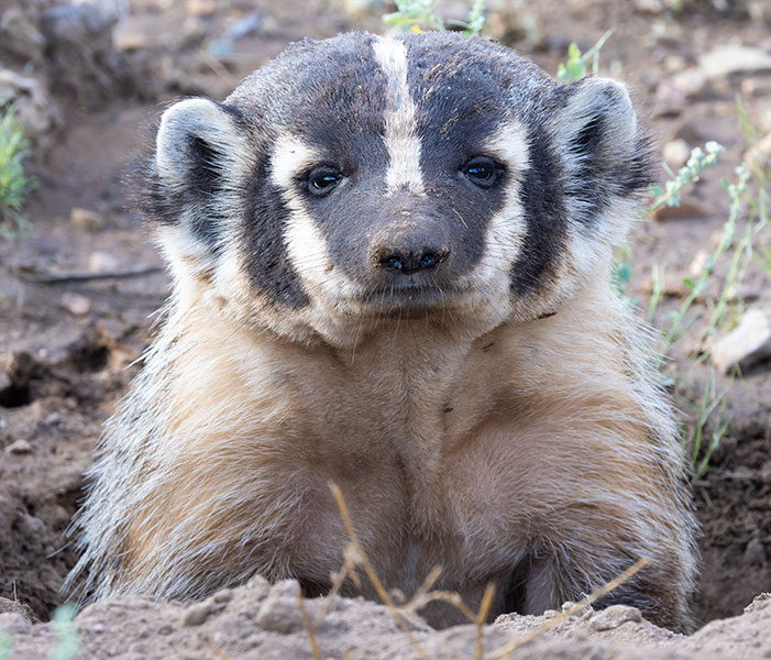 American Badger Taxidea taxus 