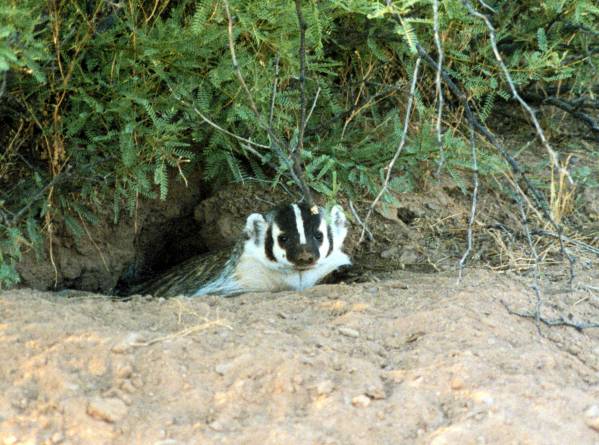 American Badger Taxidea taxus 