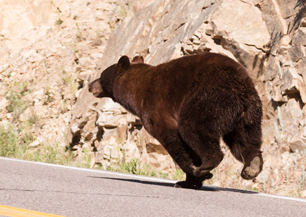 Black Bear Ursus americanus