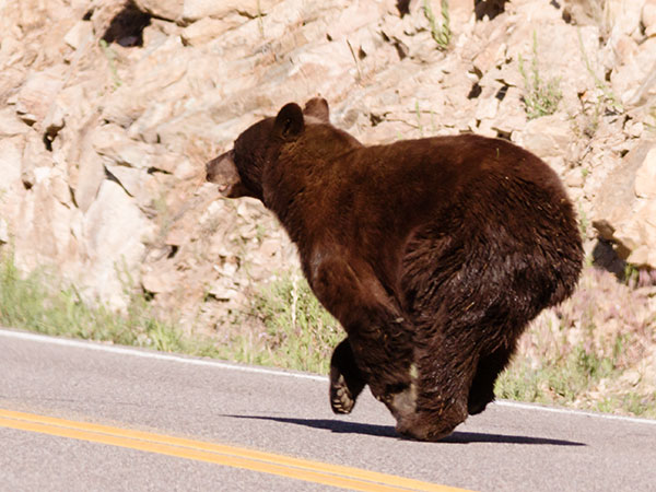 Black Bear Ursus americanus
