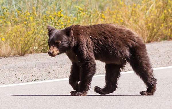 Black Bear Ursus americanus