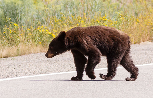 Black Bear Ursus americanus