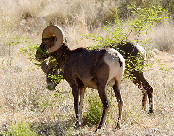 Rocky Mountain Bighorn Ovis canadensis Bighorn Sheep