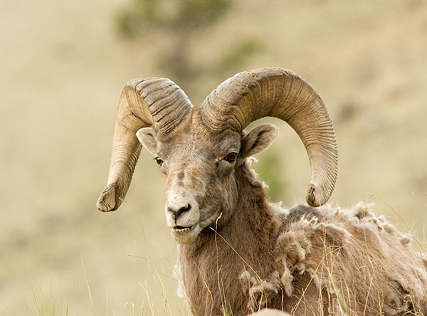 Rocky Mountain Bighorn Ovis canadensis Bighorn Sheep