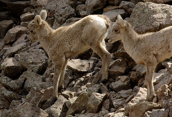 Rocky Mountain Bighorn Ovis canadensis lambs Bighorn Sheep