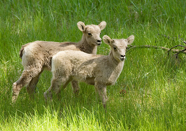 Rocky Mountain Bighorn Ovis canadensis lambs Bighorn Sheep