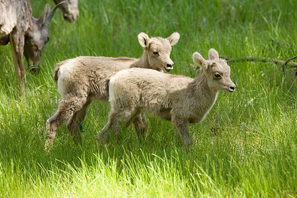 Rocky Mountain Bighorn Ovis canadensis lambs Bighorn Sheep