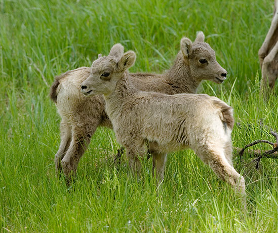 Rocky Mountain Bighorn Ovis canadensis lambs Bighorn Sheep