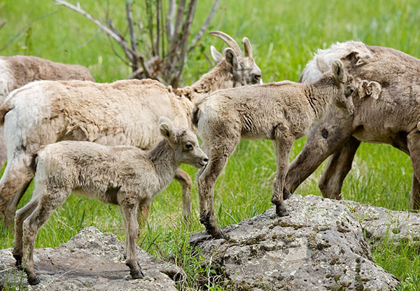 Rocky Mountain Bighorn Ovis canadensis lambs Bighorn Sheep