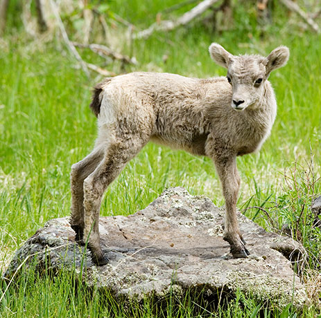 Rocky Mountain Bighorn Ovis canadensis lambs Bighorn Sheep