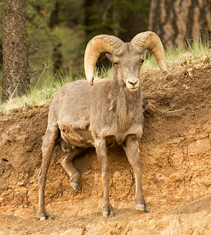 Rocky Mountain Bighorn Ovis canadensis Bighorn Sheep