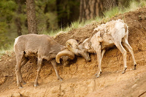 Rocky Mountain Bighorn Ovis canadensis Bighorn Sheep