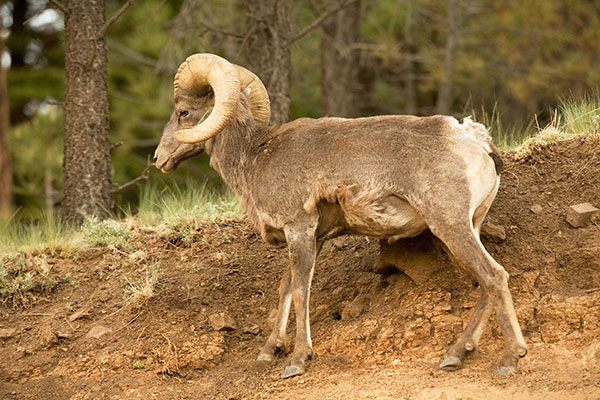 Rocky Mountain Bighorn Ovis canadensis Bighorn Sheep