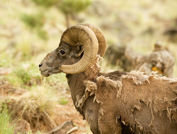 Rocky Mountain Bighorn Ovis canadensis Bighorn Sheep