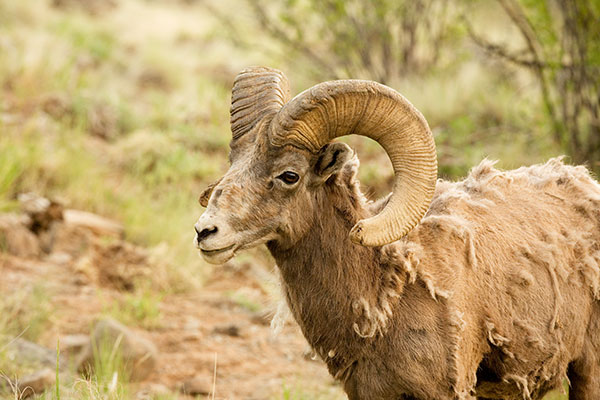 Rocky Mountain Bighorn Ovis canadensis Bighorn Sheep