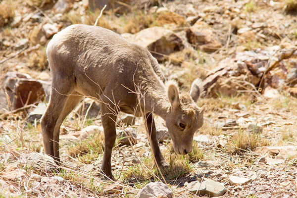 Rocky Mountain Bighorn Ovis canadensis Bighorn Sheep
