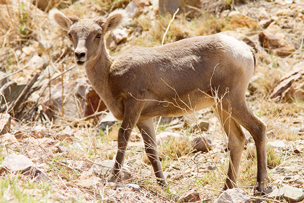 Rocky Mountain Bighorn Ovis canadensis Bighorn Sheep
