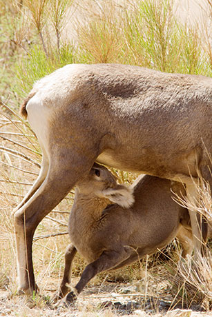 Rocky Mountain Bighorn Ovis canadensis Bighorn Sheep