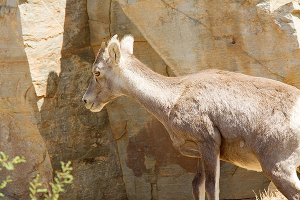 Rocky Mountain Bighorn Ovis canadensis Bighorn Sheep