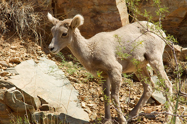 Rocky Mountain Bighorn Ovis canadensis Bighorn Sheep