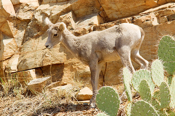 Rocky Mountain Bighorn Ovis canadensis Bighorn Sheep