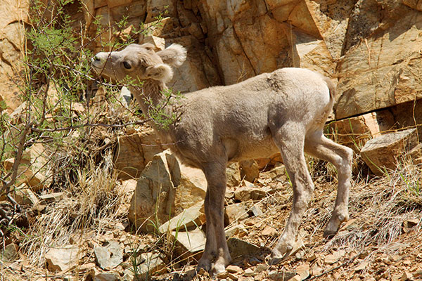 Rocky Mountain Bighorn Ovis canadensis Bighorn Sheep