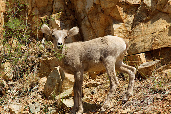 Rocky Mountain Bighorn Ovis canadensis Bighorn Sheep