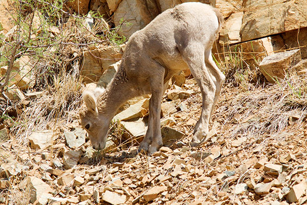 Rocky Mountain Bighorn Ovis canadensis Bighorn Sheep