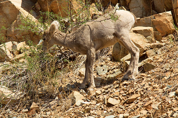 Rocky Mountain Bighorn Ovis canadensis Bighorn Sheep