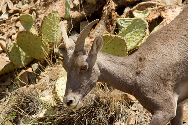 Rocky Mountain Bighorn Ovis canadensis Bighorn Sheep