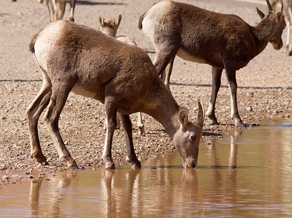 Rocky Mountain Bighorn Ovis canadensis Bighorn Sheep
