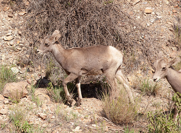 Rocky Mountain Bighorn Ovis canadensis Bighorn Sheep