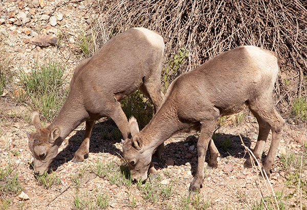 Rocky Mountain Bighorn Ovis canadensis Bighorn Sheep