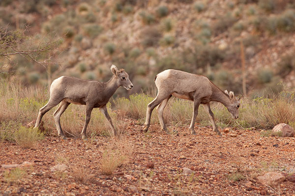 Rocky Mountain Bighorn Ovis canadensis Bighorn Sheep