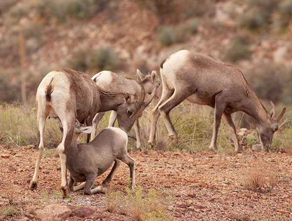 Rocky Mountain Bighorn Ovis canadensis Bighorn Sheep