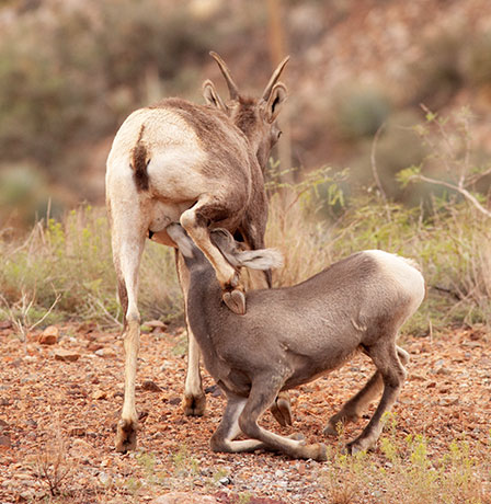 Rocky Mountain Bighorn Ovis canadensis Bighorn Sheep