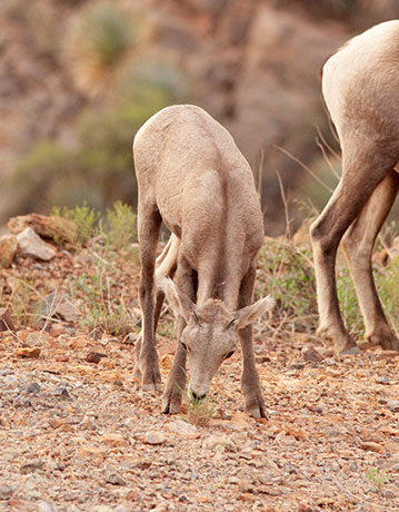 Rocky Mountain Bighorn Ovis canadensis Bighorn Sheep